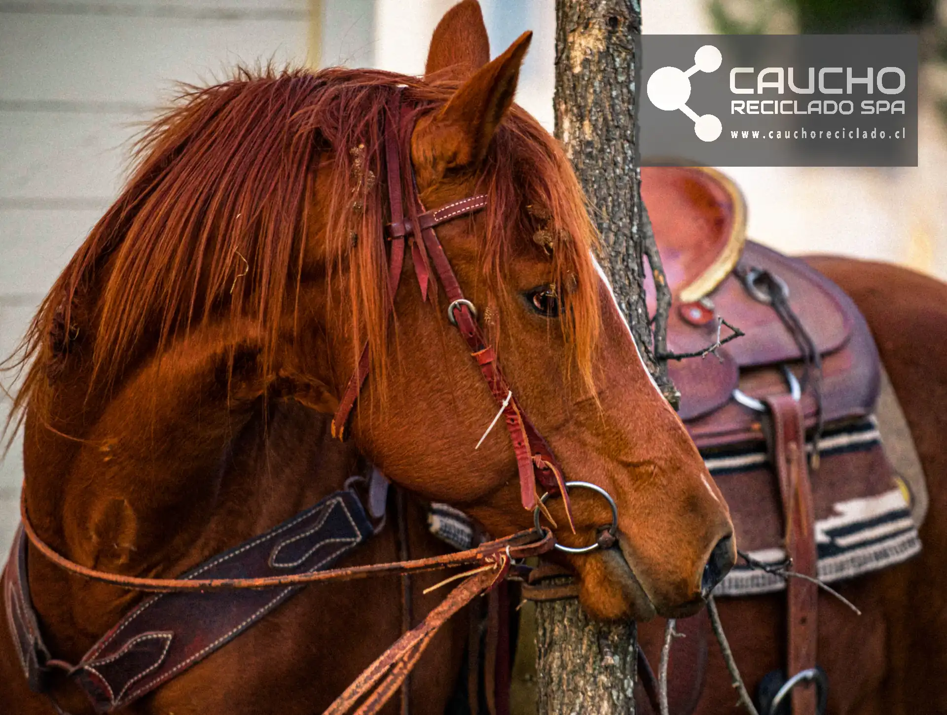 Mulch de Caucho para Caballerizas: Beneficios y Ventajas Completas
