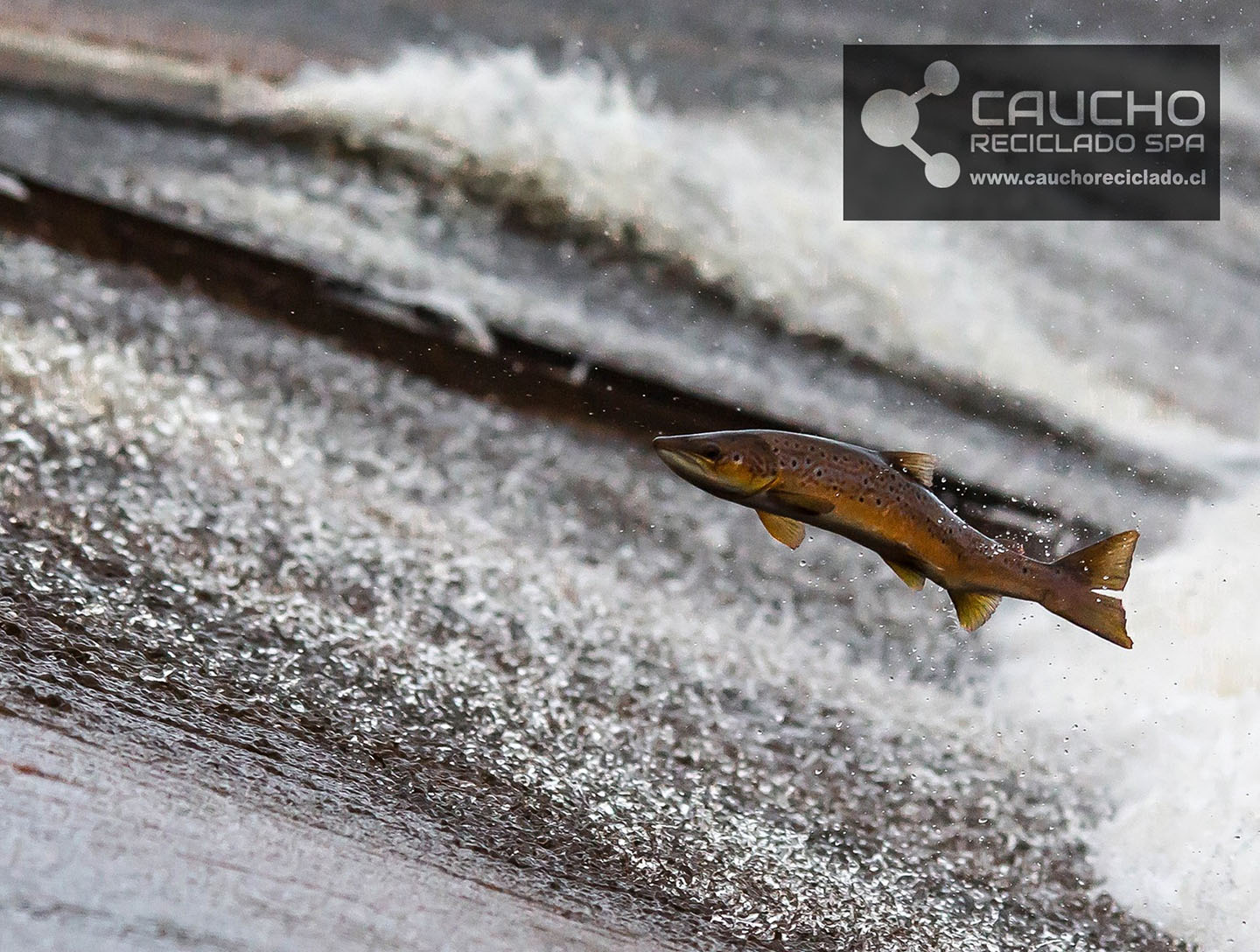 Red Garware: Solución Definitiva para Prevenir la Fuga de Salmones