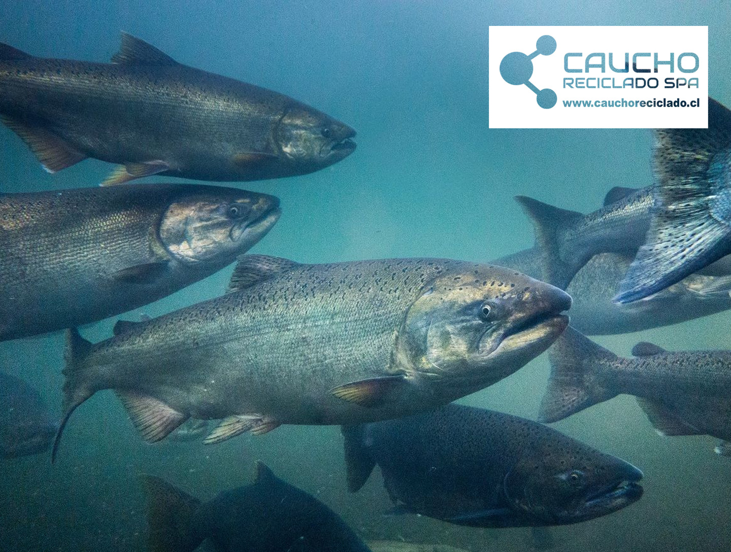 CO2 como Alimento para Salmones: La Revolución Sostenible en Acuicultura