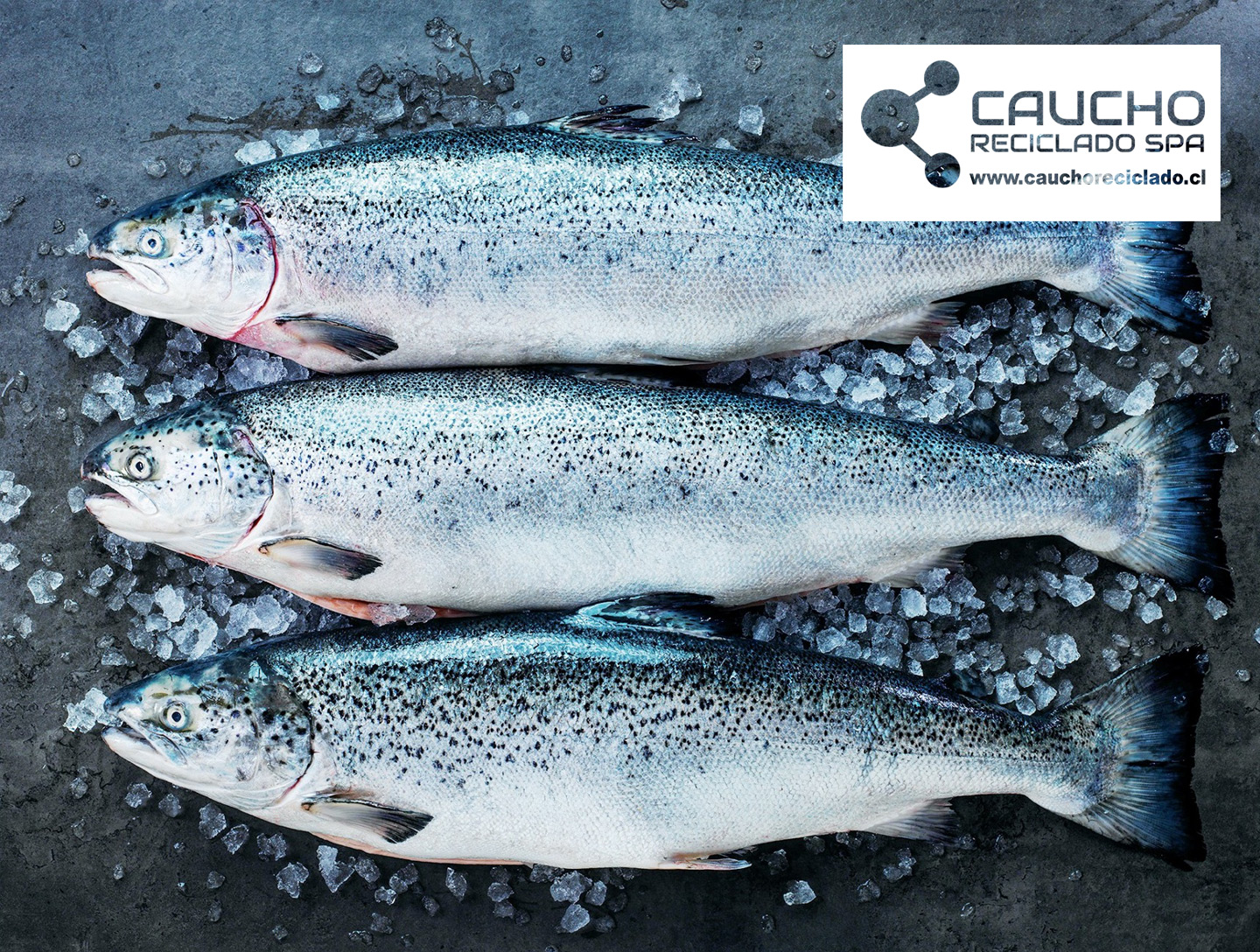 Cultivo Integrado de Salmón: La Revolución Sostenible de Noruega
