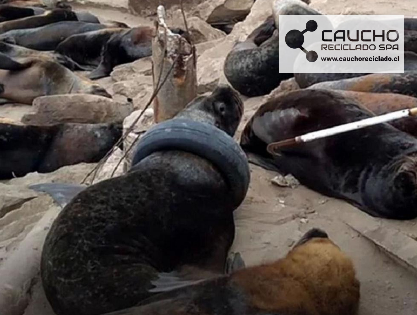 Rescate de una Foca con Neumático: Historia Viral que Expone la Crisis de Contaminación Marina
