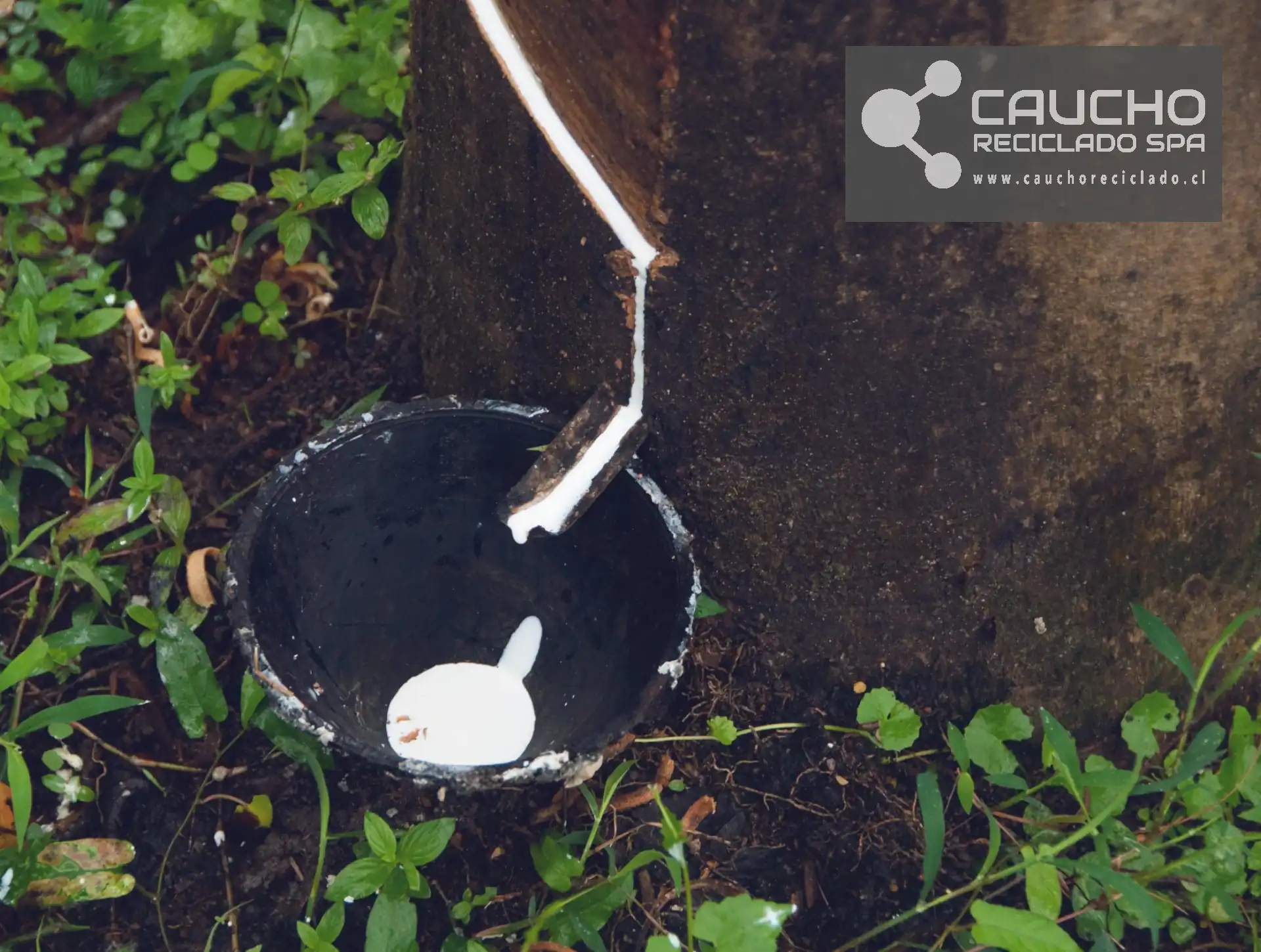 Historia del Caucho Natural: Origen, Usos y Evolución Industrial