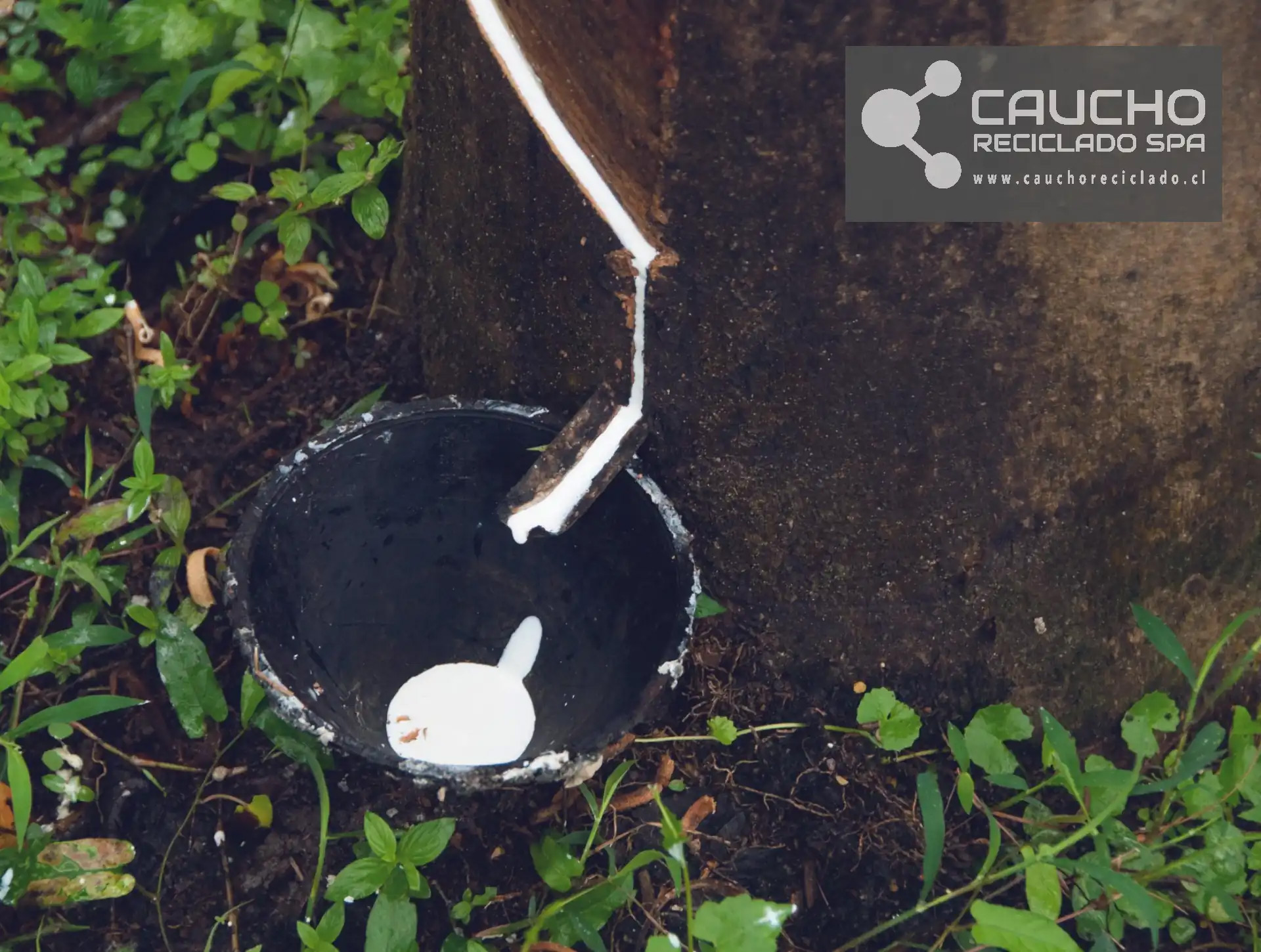 Caucho Natural: Propiedades, Aplicaciones y Ventajas del Látex